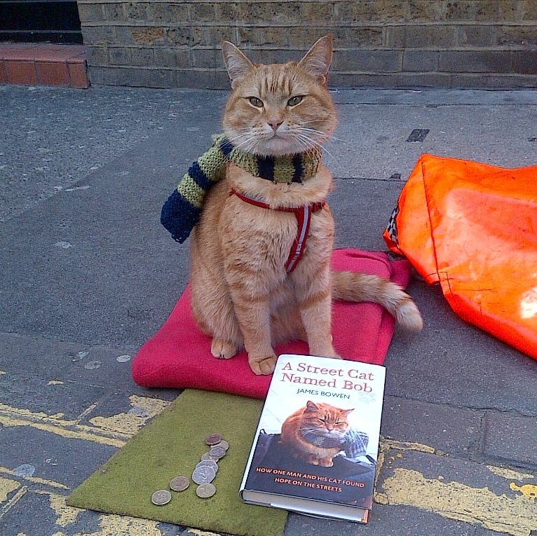 Hello street cat петиция. Ha4to кот. Ho4to котики. Vicious Street Cat.